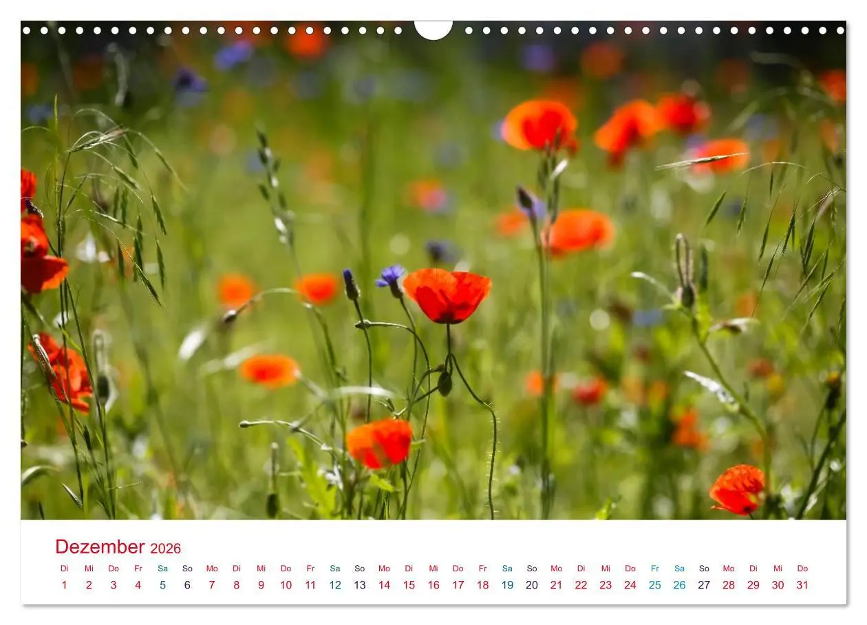 Bild: 9783516185928 | Mohnblumen (Wandkalender 2026 DIN A3 quer), CALVENDO Monatskalender