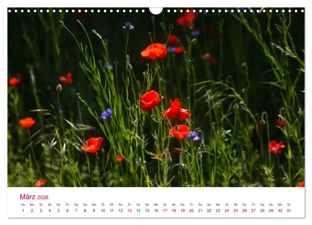 Bild: 9783516185928 | Mohnblumen (Wandkalender 2026 DIN A3 quer), CALVENDO Monatskalender
