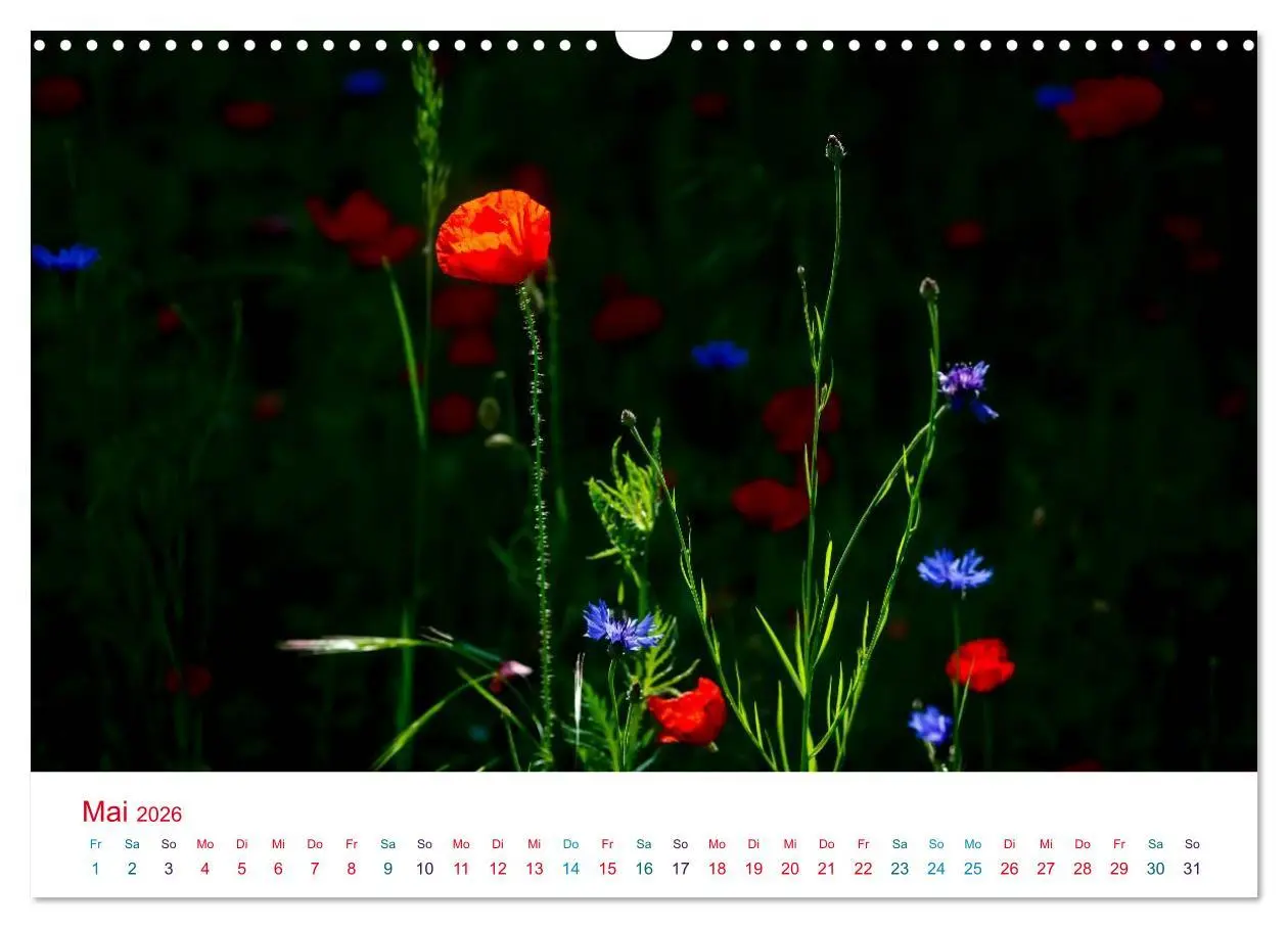 Bild: 9783516185928 | Mohnblumen (Wandkalender 2026 DIN A3 quer), CALVENDO Monatskalender