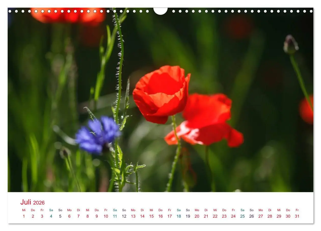 Bild: 9783516185928 | Mohnblumen (Wandkalender 2026 DIN A3 quer), CALVENDO Monatskalender