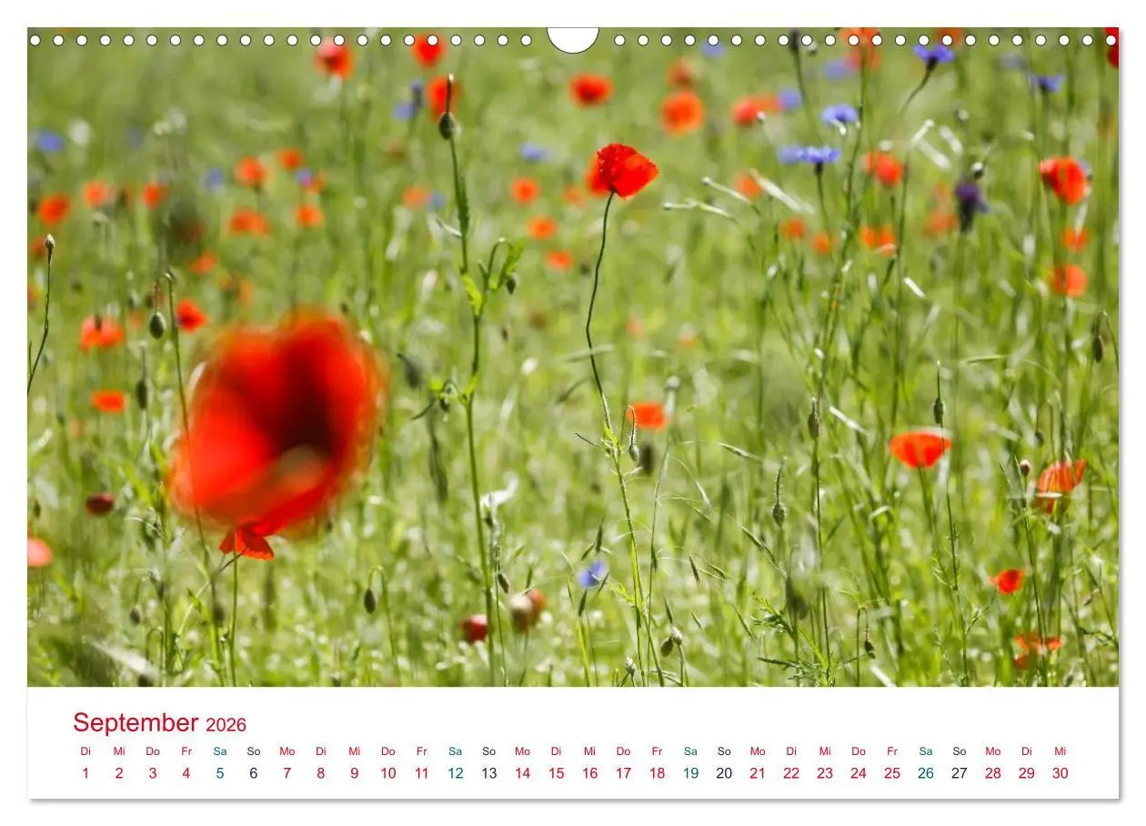 Bild: 9783516185928 | Mohnblumen (Wandkalender 2026 DIN A3 quer), CALVENDO Monatskalender