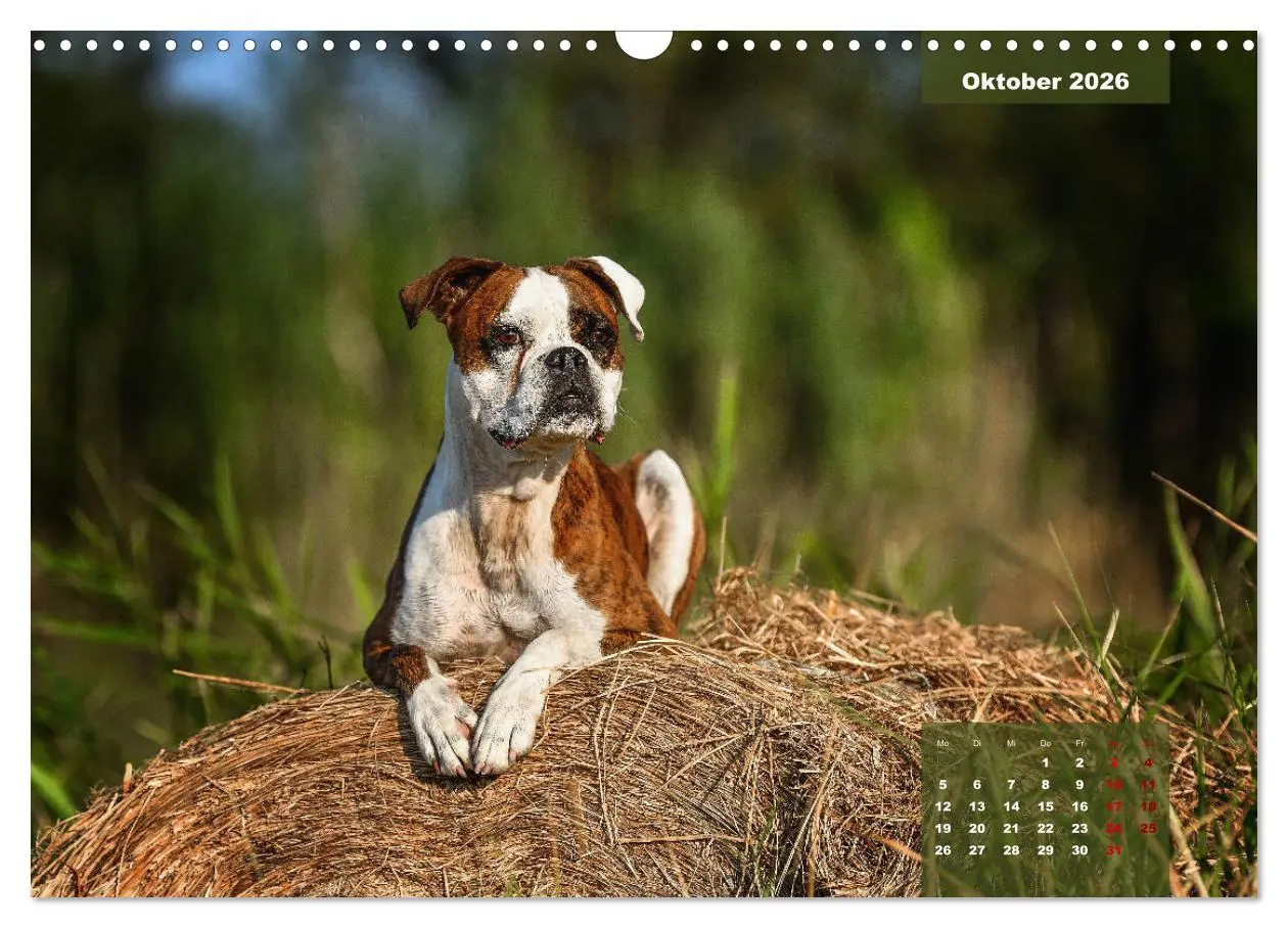 Bild: 9783457676028 | Boxer Frech und fröhlich durch das Jahr (Wandkalender 2026 DIN A3...