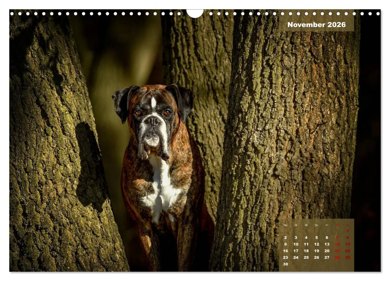 Bild: 9783457676028 | Boxer Frech und fröhlich durch das Jahr (Wandkalender 2026 DIN A3...
