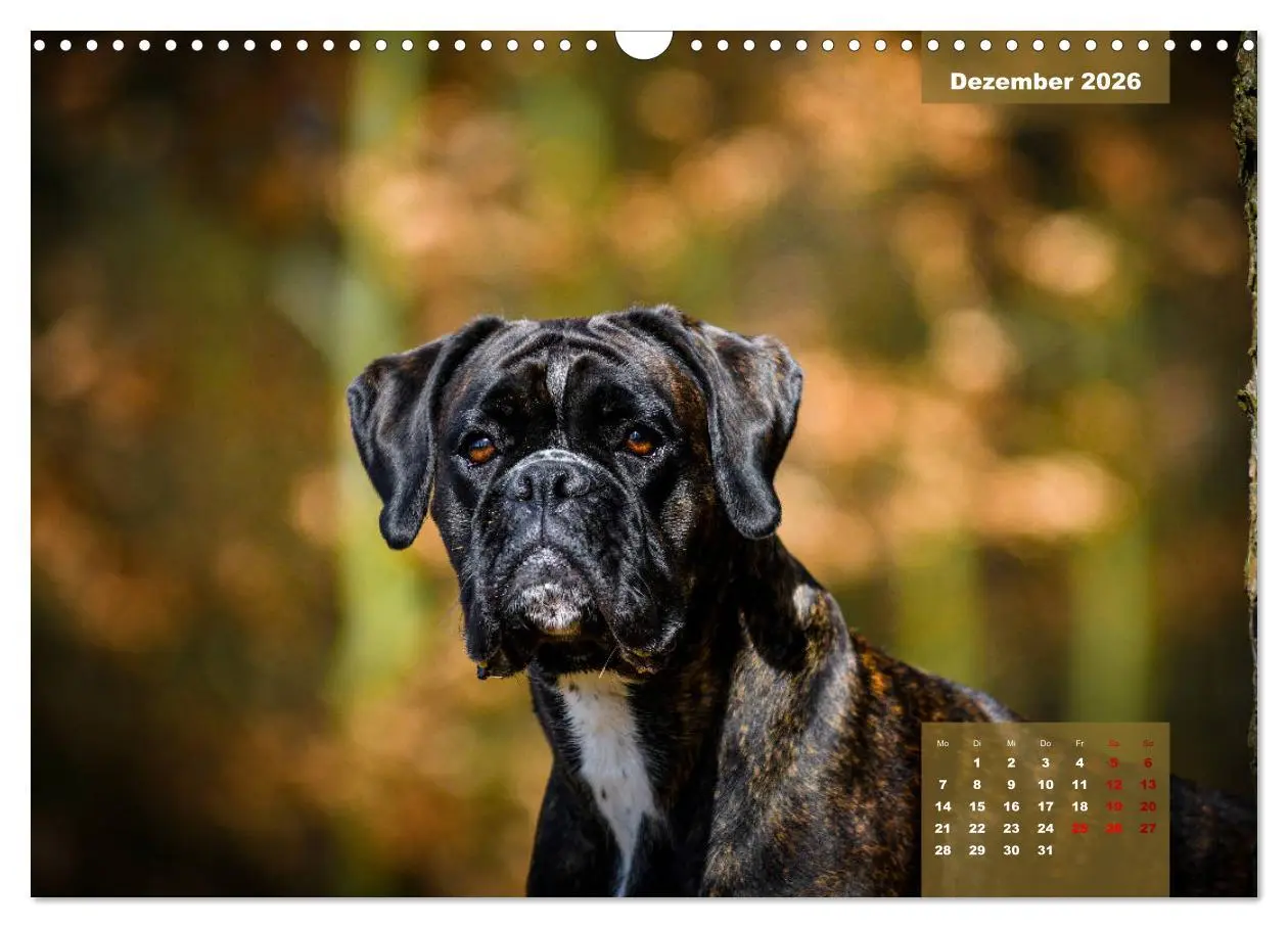 Bild: 9783457676028 | Boxer Frech und fröhlich durch das Jahr (Wandkalender 2026 DIN A3...