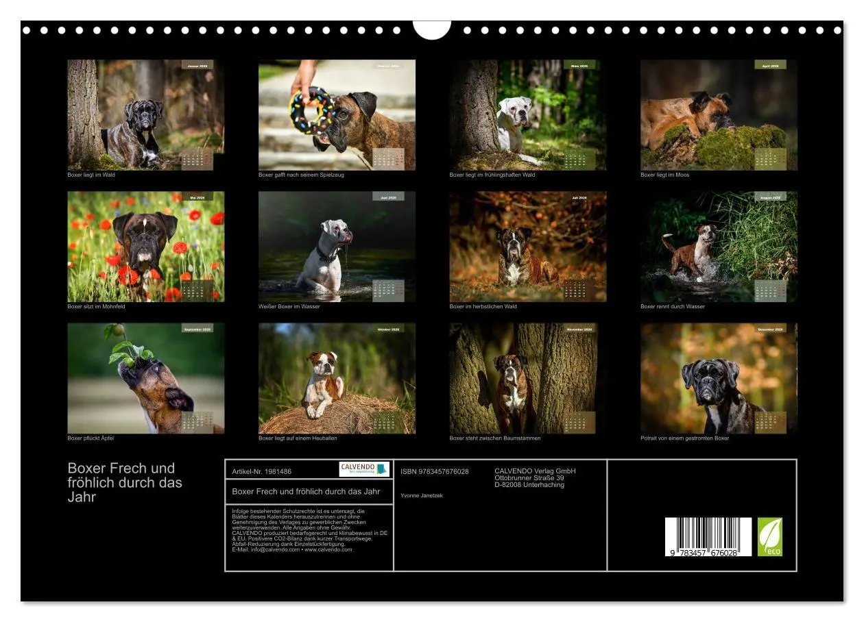 Bild: 9783457676028 | Boxer Frech und fröhlich durch das Jahr (Wandkalender 2026 DIN A3...