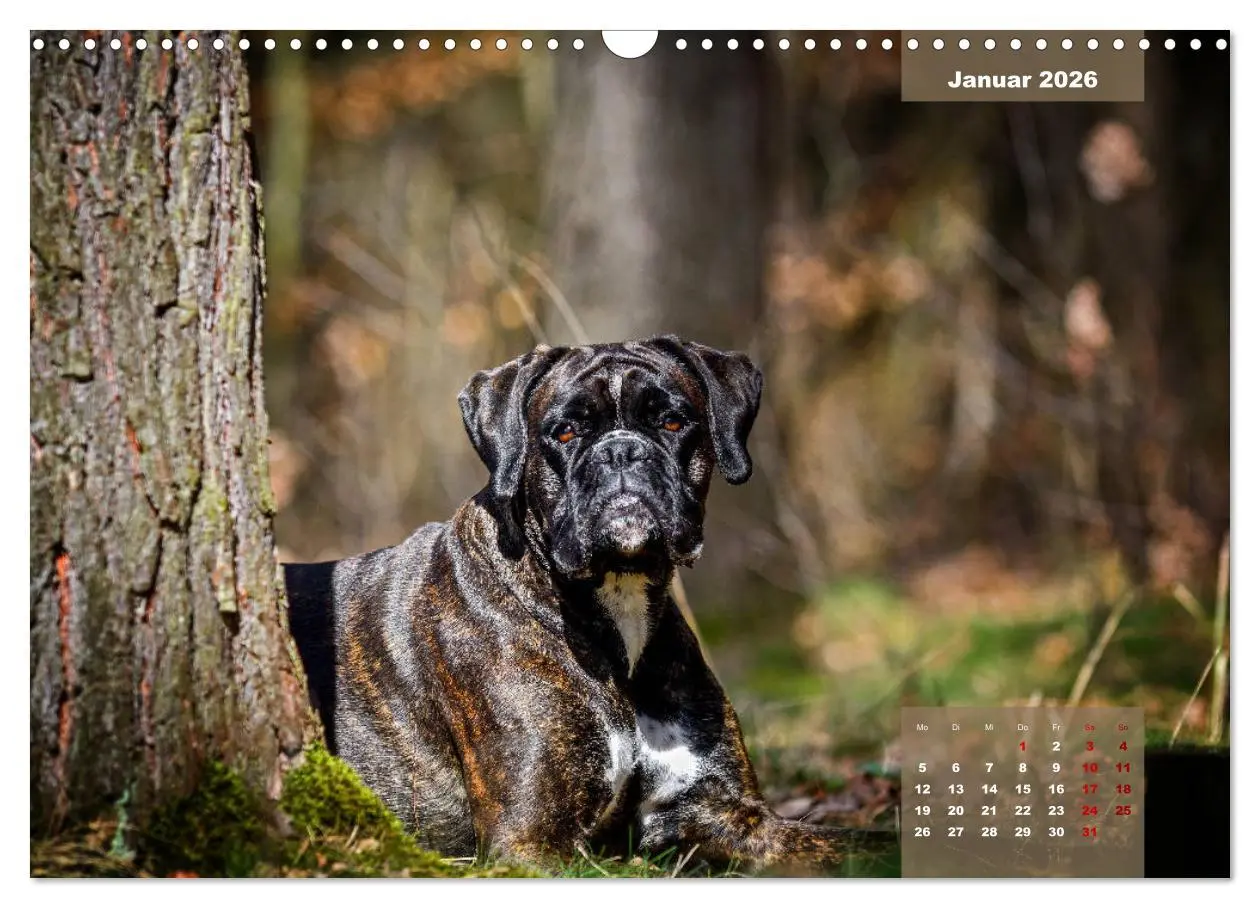 Bild: 9783457676028 | Boxer Frech und fröhlich durch das Jahr (Wandkalender 2026 DIN A3...