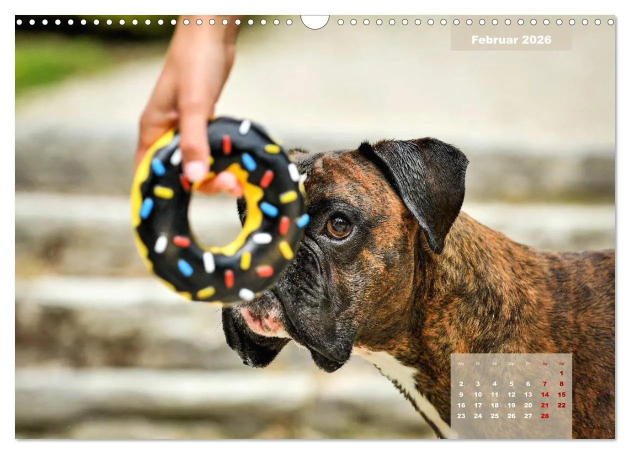 Bild: 9783457676028 | Boxer Frech und fröhlich durch das Jahr (Wandkalender 2026 DIN A3...