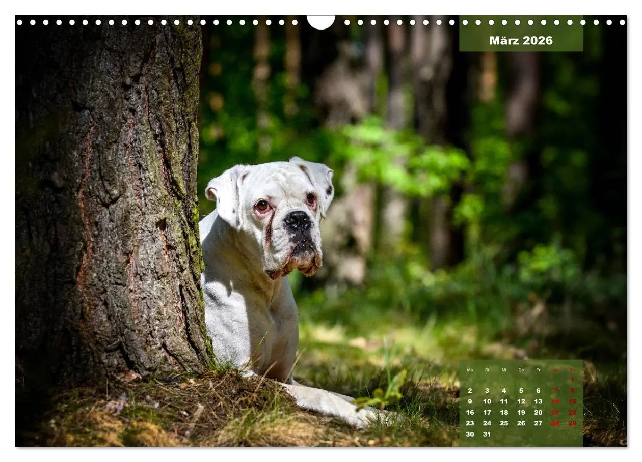 Bild: 9783457676028 | Boxer Frech und fröhlich durch das Jahr (Wandkalender 2026 DIN A3...