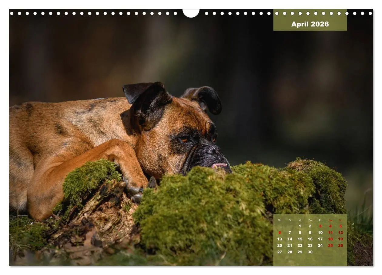 Bild: 9783457676028 | Boxer Frech und fröhlich durch das Jahr (Wandkalender 2026 DIN A3...