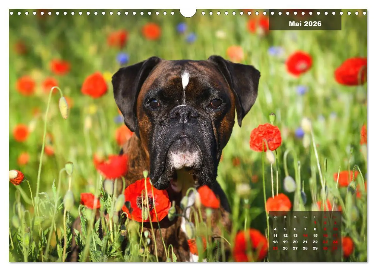 Bild: 9783457676028 | Boxer Frech und fröhlich durch das Jahr (Wandkalender 2026 DIN A3...