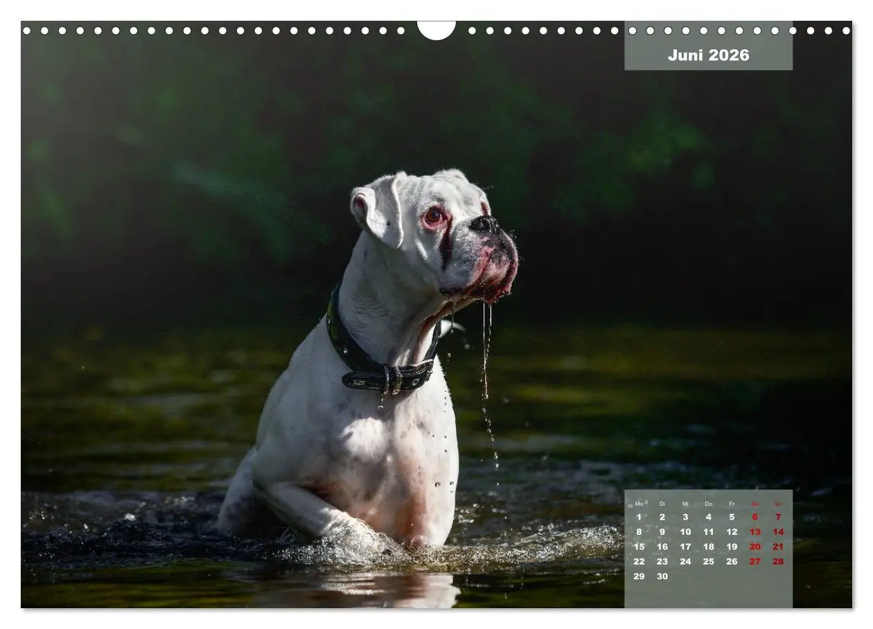 Bild: 9783457676028 | Boxer Frech und fröhlich durch das Jahr (Wandkalender 2026 DIN A3...