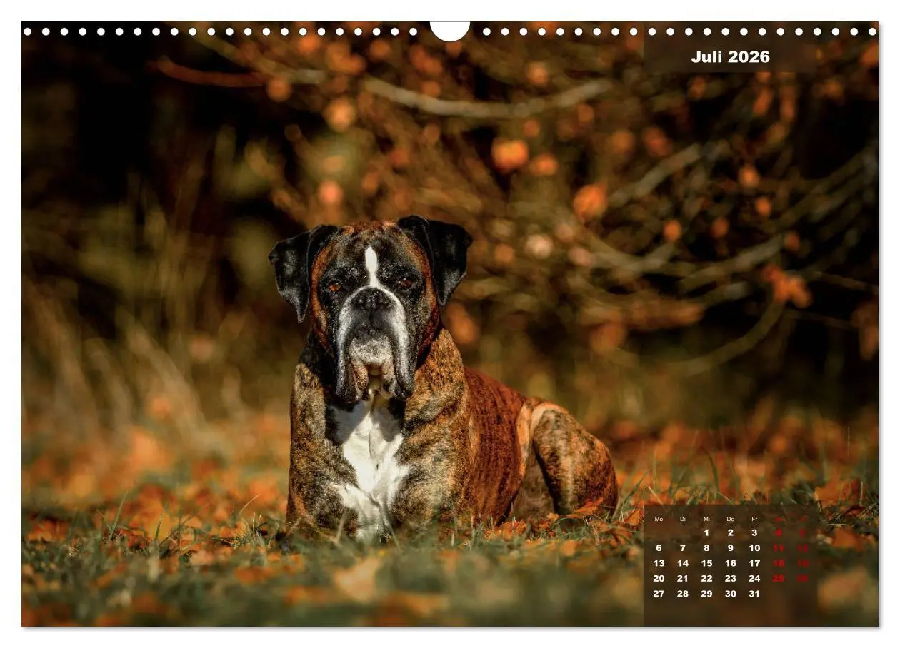 Bild: 9783457676028 | Boxer Frech und fröhlich durch das Jahr (Wandkalender 2026 DIN A3...