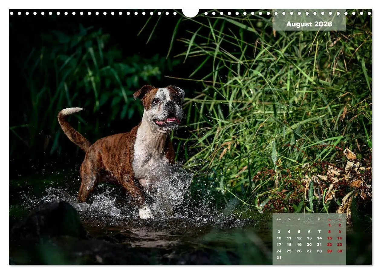 Bild: 9783457676028 | Boxer Frech und fröhlich durch das Jahr (Wandkalender 2026 DIN A3...