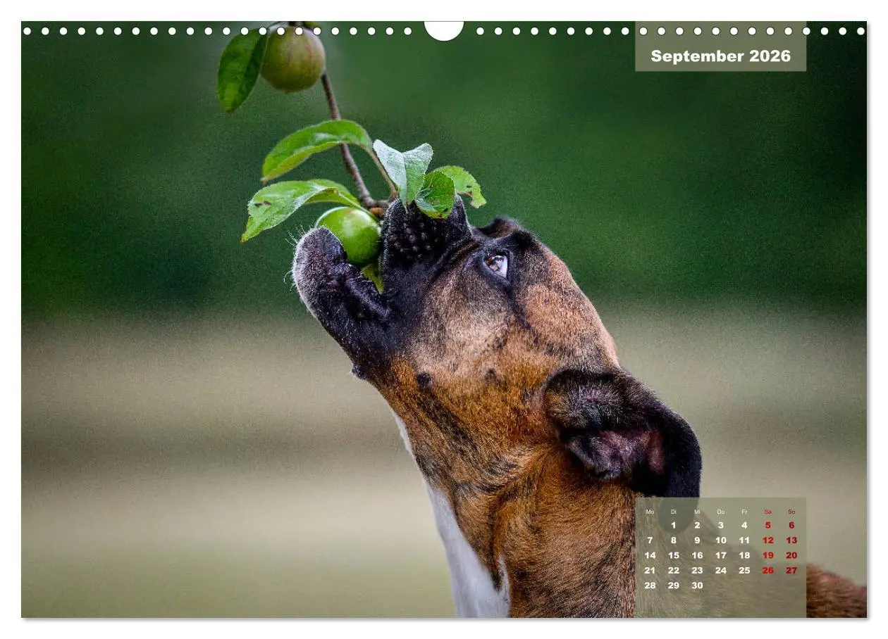 Bild: 9783457676028 | Boxer Frech und fröhlich durch das Jahr (Wandkalender 2026 DIN A3...