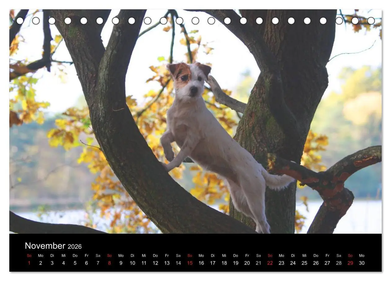Bild: 9783457986028 | The Bravehearts und Freunde - Parson Russells (Tischkalender 2026...