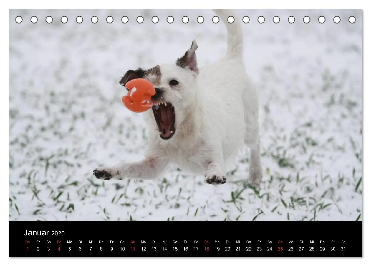 Bild: 9783457986028 | The Bravehearts und Freunde - Parson Russells (Tischkalender 2026...