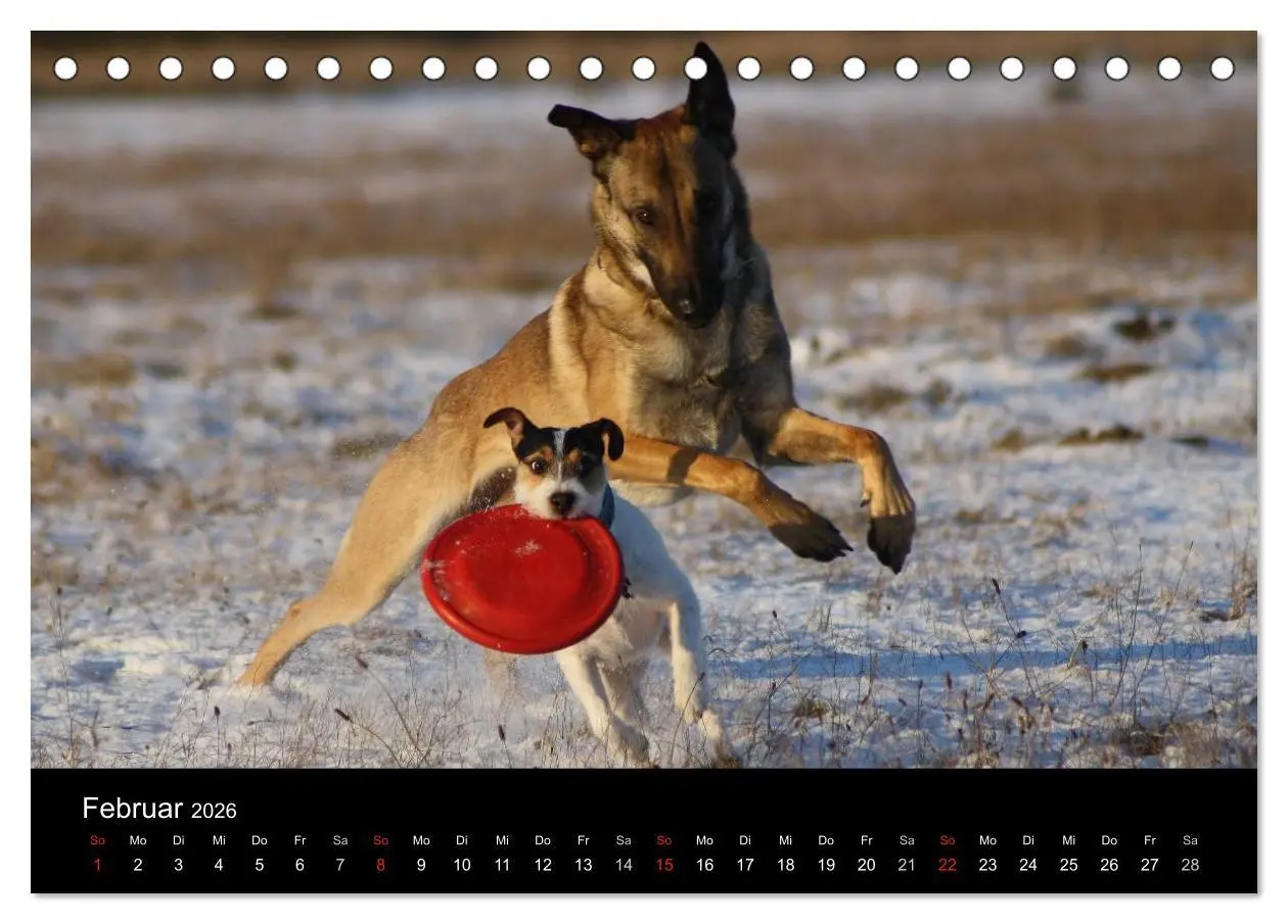 Bild: 9783457986028 | The Bravehearts und Freunde - Parson Russells (Tischkalender 2026...