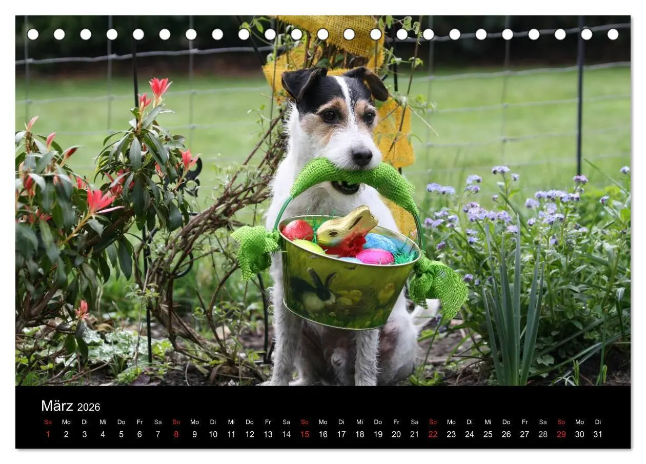 Bild: 9783457986028 | The Bravehearts und Freunde - Parson Russells (Tischkalender 2026...