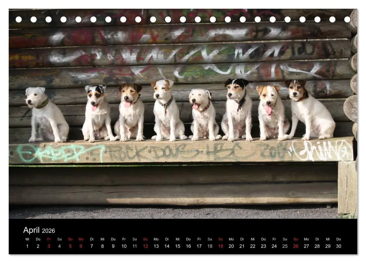 Bild: 9783457986028 | The Bravehearts und Freunde - Parson Russells (Tischkalender 2026...
