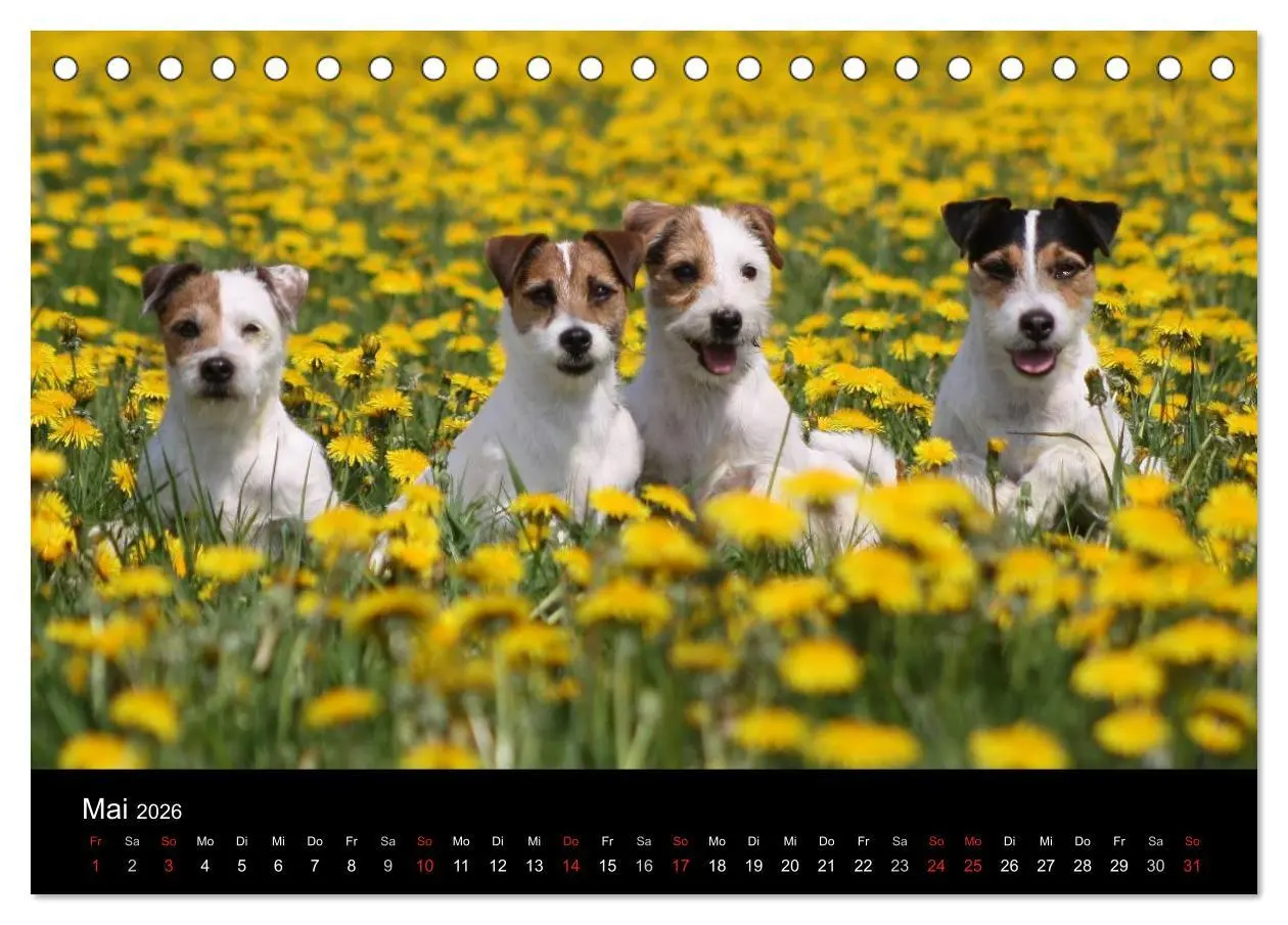Bild: 9783457986028 | The Bravehearts und Freunde - Parson Russells (Tischkalender 2026...