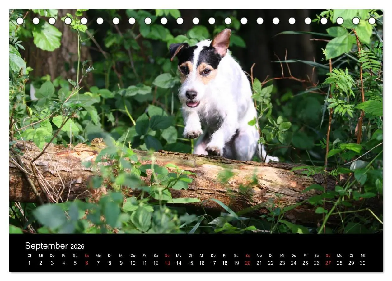 Bild: 9783457986028 | The Bravehearts und Freunde - Parson Russells (Tischkalender 2026...