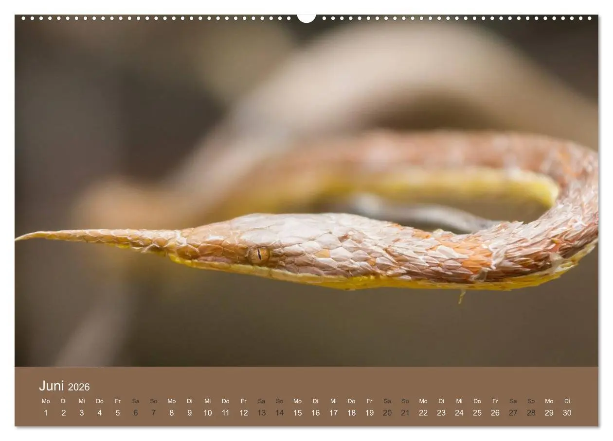 Bild: 9783516076028 | Madagaskars wundersame Tierwelt (Wandkalender 2026 DIN A2 quer),...