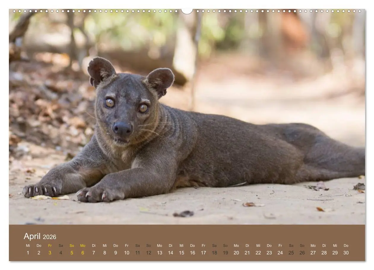 Bild: 9783516076028 | Madagaskars wundersame Tierwelt (Wandkalender 2026 DIN A2 quer),...