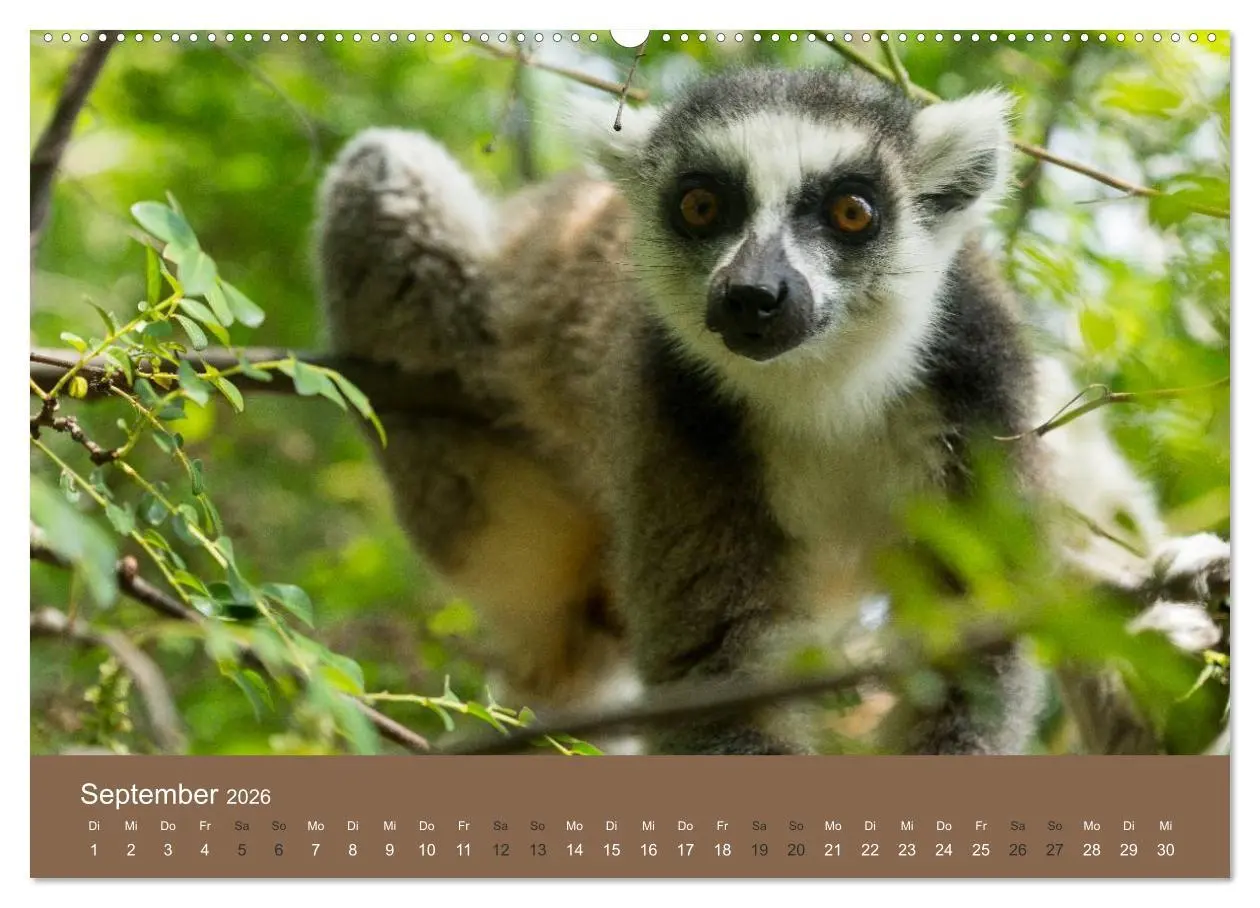 Bild: 9783516076028 | Madagaskars wundersame Tierwelt (Wandkalender 2026 DIN A2 quer),...
