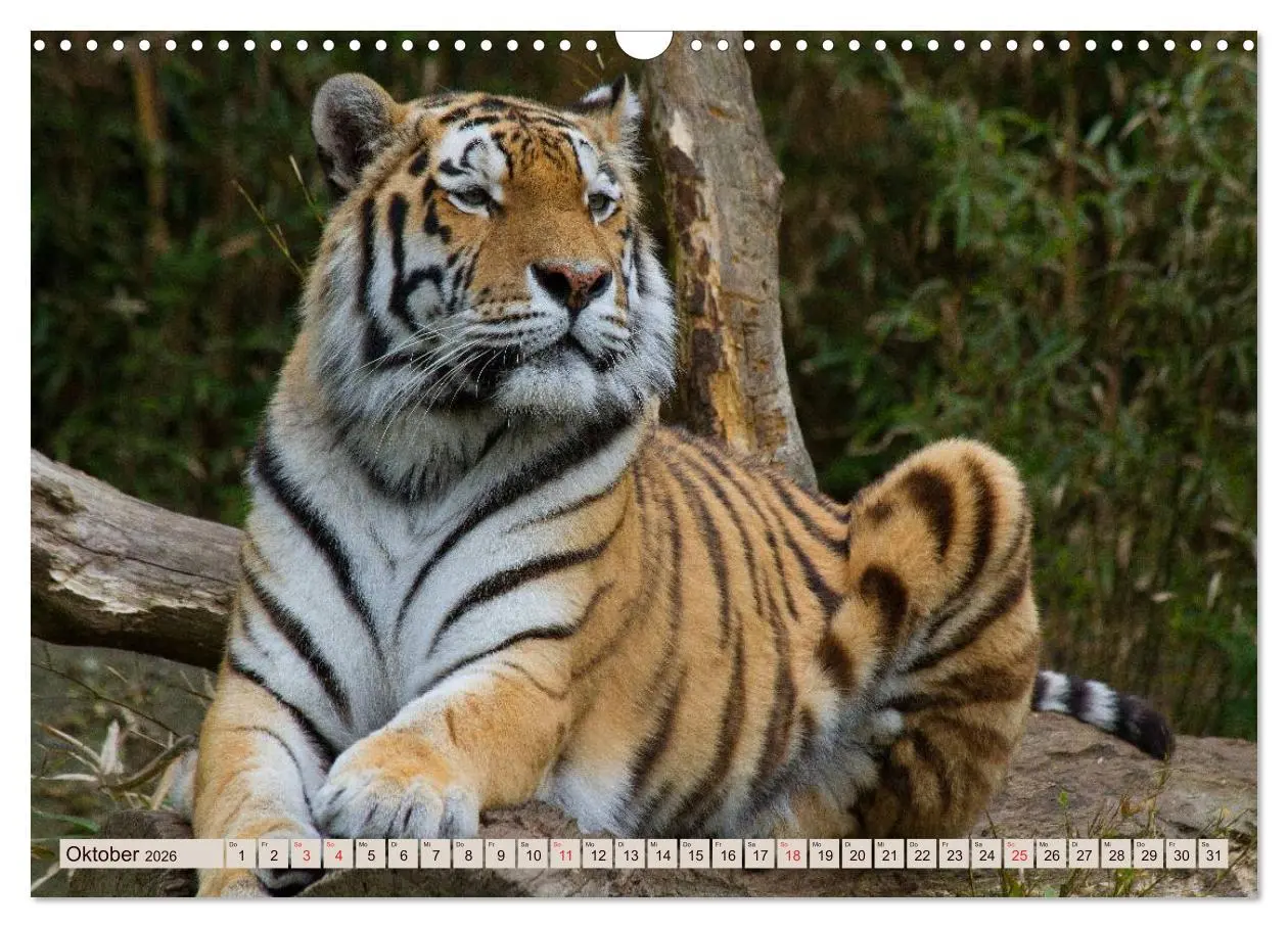 Bild: 9783516146028 | Tiger. Gestreift, wild u. schön (Wandkalender 2026 DIN A3 quer),...