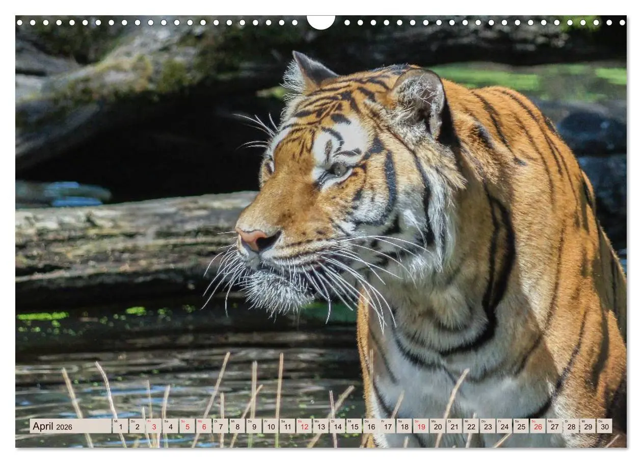 Bild: 9783516146028 | Tiger. Gestreift, wild u. schön (Wandkalender 2026 DIN A3 quer),...