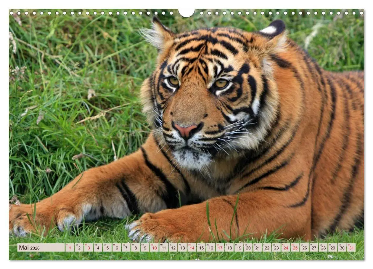 Bild: 9783516146028 | Tiger. Gestreift, wild u. schön (Wandkalender 2026 DIN A3 quer),...
