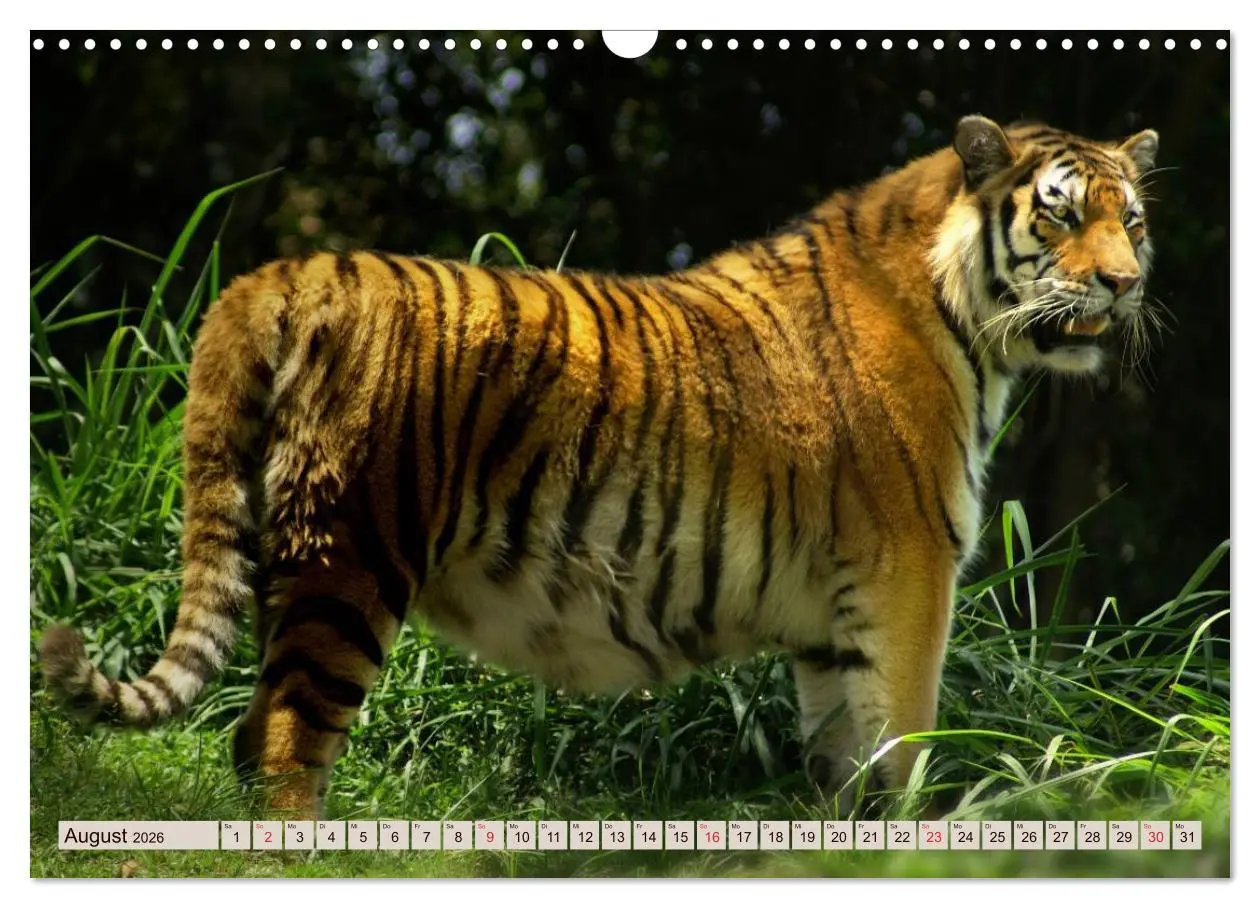 Bild: 9783516146028 | Tiger. Gestreift, wild u. schön (Wandkalender 2026 DIN A3 quer),...