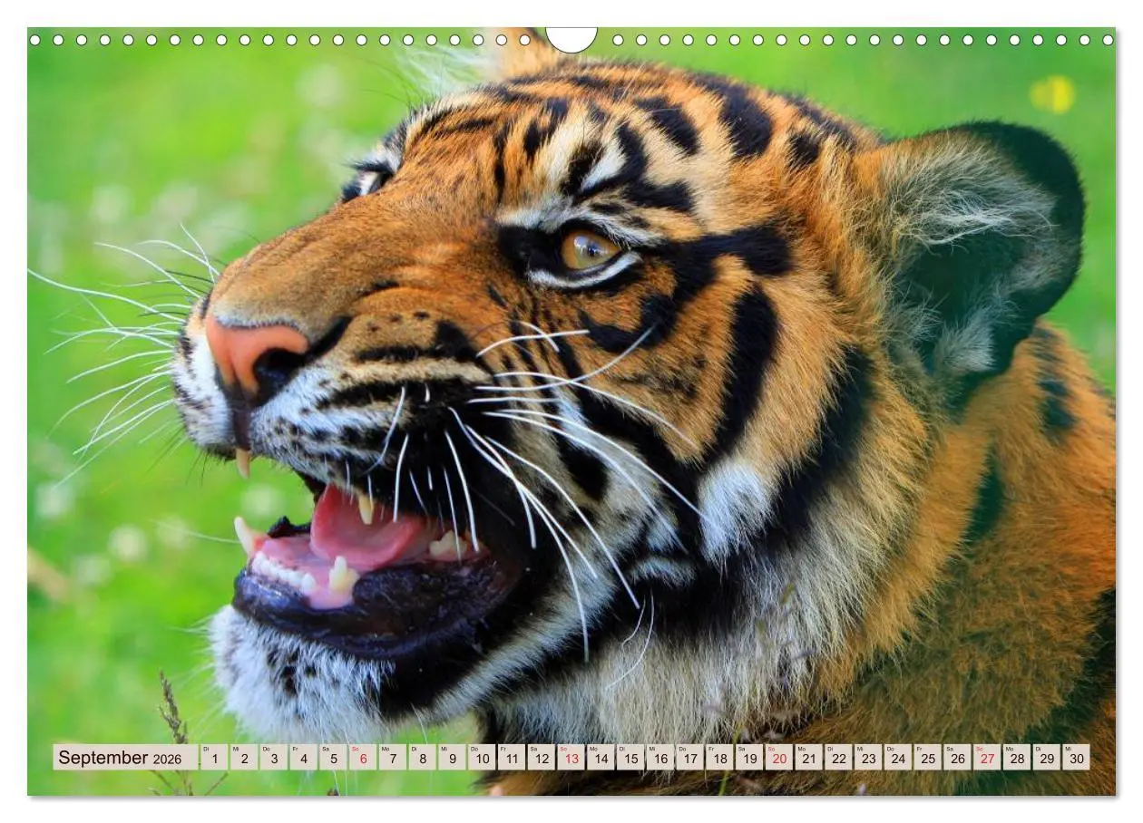 Bild: 9783516146028 | Tiger. Gestreift, wild u. schön (Wandkalender 2026 DIN A3 quer),...