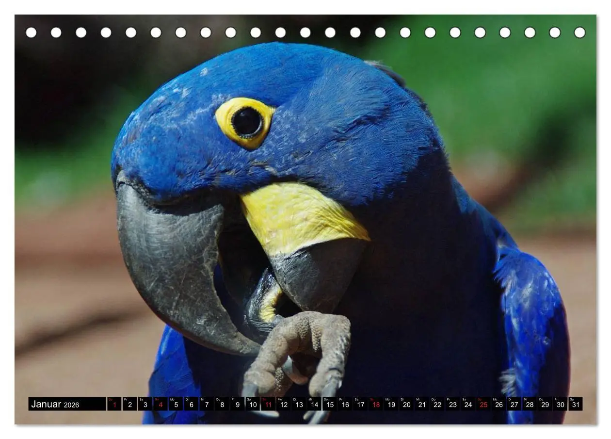 Bild: 9783516216028 | Brasilien. Sonne, Natur und Samba (Tischkalender 2026 DIN A5 quer),...