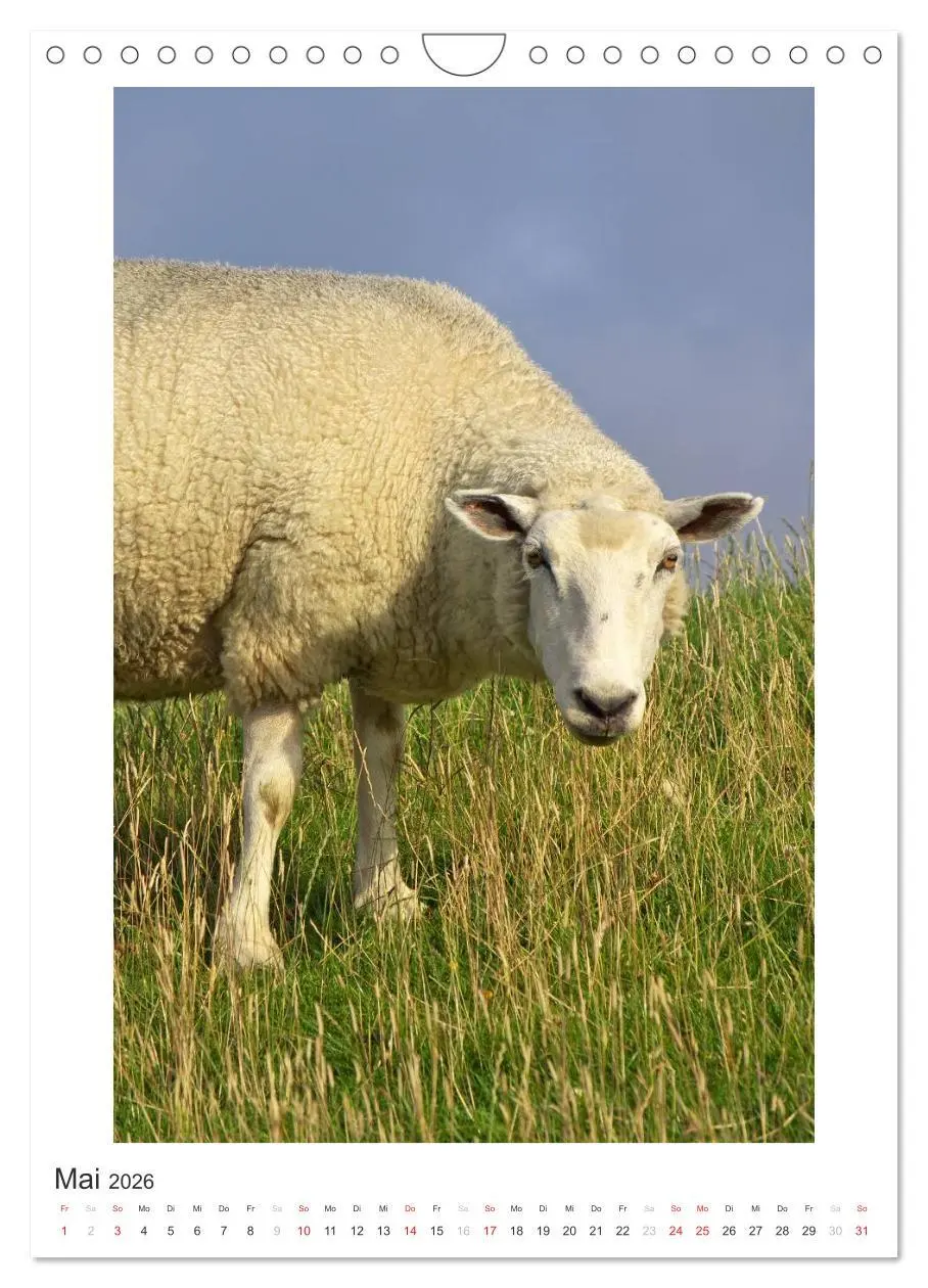 Bild: 9783516456028 | Büsum - Impressionen eines Sommers (Wandkalender 2026 DIN A4 hoch),...