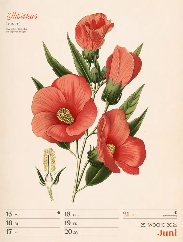 Bild: 9783838436128 | Ars Floralis Wochenplaner Kalender 2026 | Ackermann Kunstverlag GmbH