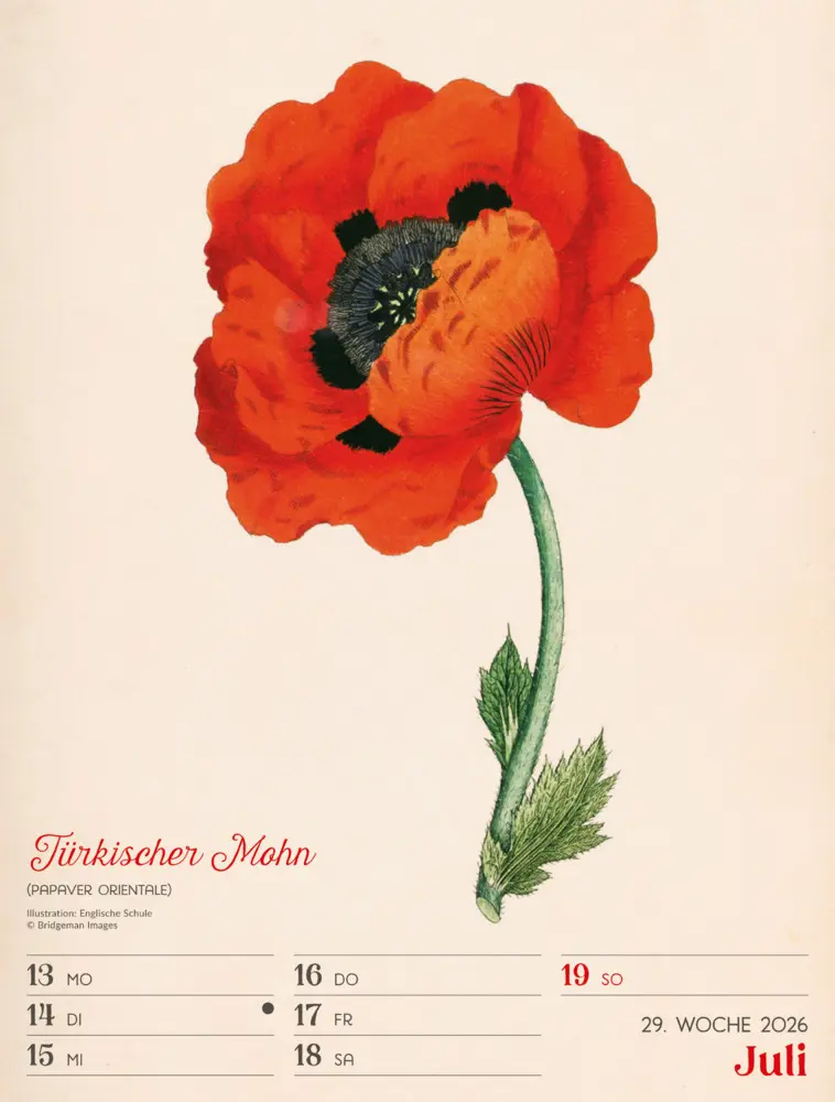 Bild: 9783838436128 | Ars Floralis Wochenplaner Kalender 2026 | Ackermann Kunstverlag GmbH