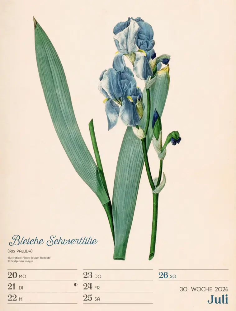 Bild: 9783838436128 | Ars Floralis Wochenplaner Kalender 2026 | Ackermann Kunstverlag GmbH