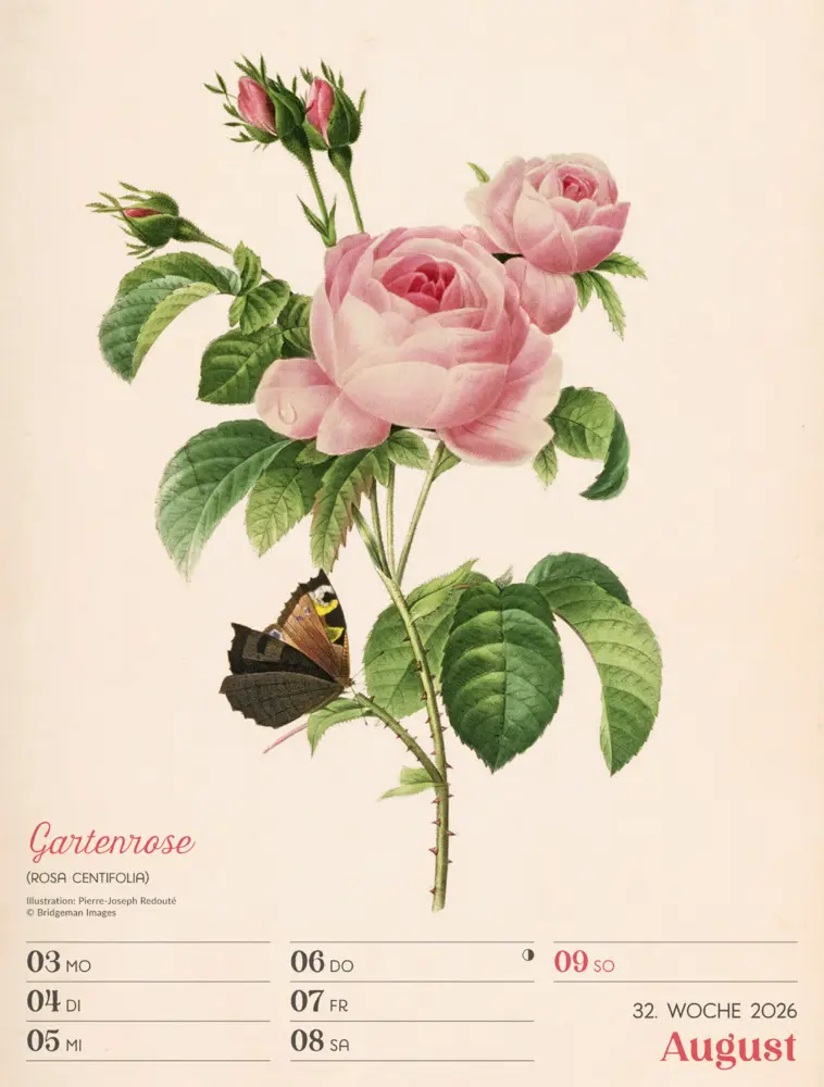 Bild: 9783838436128 | Ars Floralis Wochenplaner Kalender 2026 | Ackermann Kunstverlag GmbH