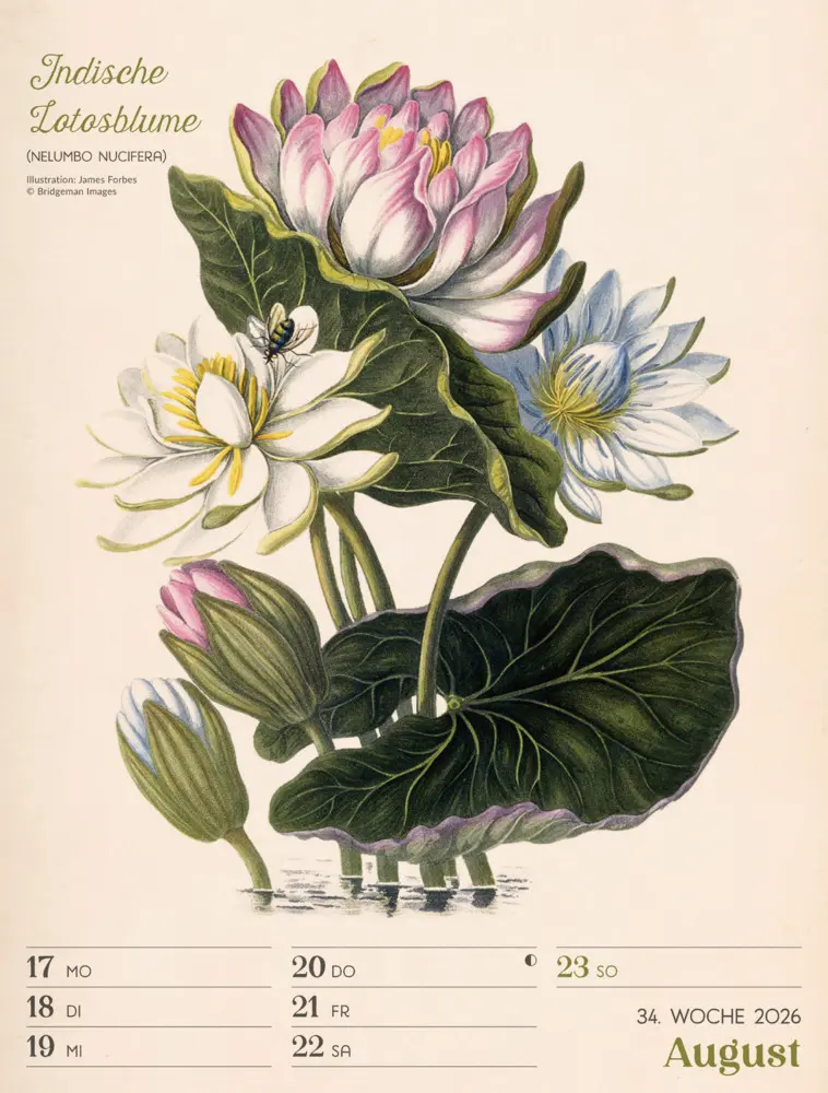 Bild: 9783838436128 | Ars Floralis Wochenplaner Kalender 2026 | Ackermann Kunstverlag GmbH