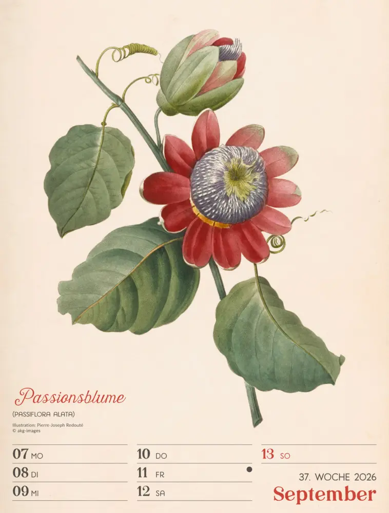 Bild: 9783838436128 | Ars Floralis Wochenplaner Kalender 2026 | Ackermann Kunstverlag GmbH