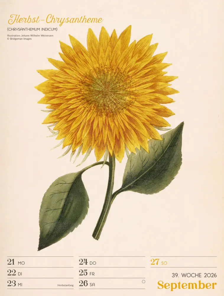 Bild: 9783838436128 | Ars Floralis Wochenplaner Kalender 2026 | Ackermann Kunstverlag GmbH