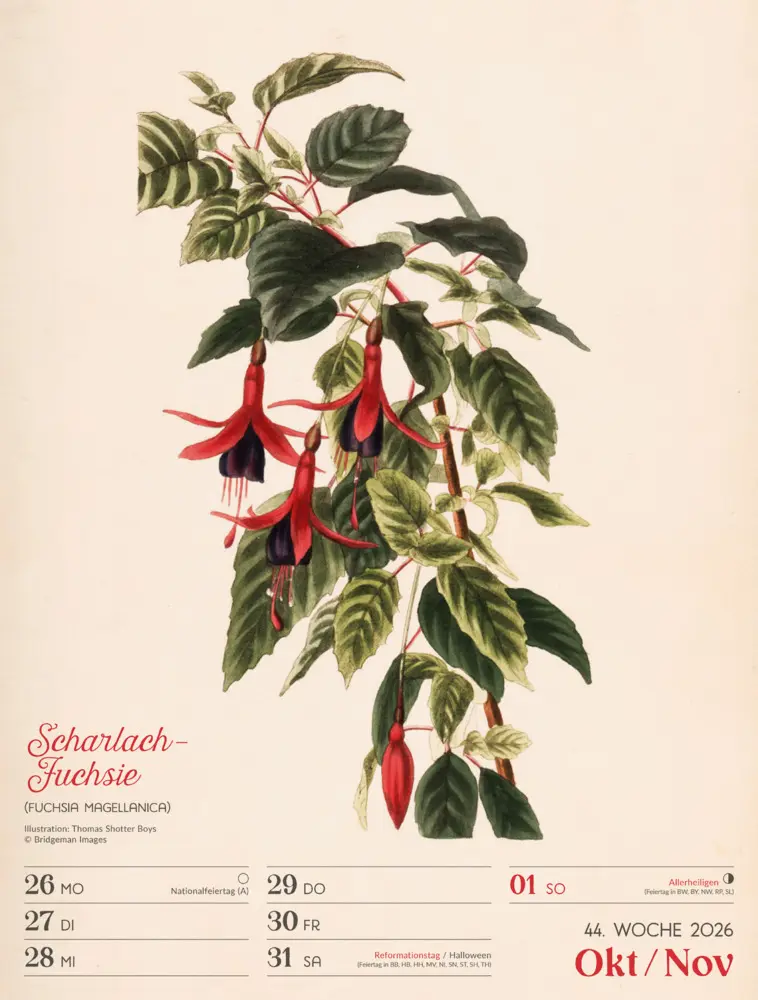 Bild: 9783838436128 | Ars Floralis Wochenplaner Kalender 2026 | Ackermann Kunstverlag GmbH