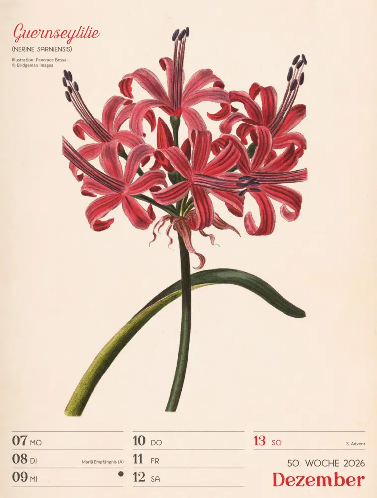 Bild: 9783838436128 | Ars Floralis Wochenplaner Kalender 2026 | Ackermann Kunstverlag GmbH