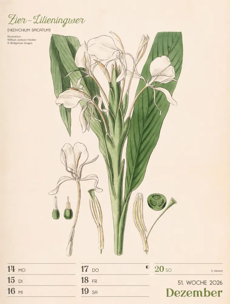 Bild: 9783838436128 | Ars Floralis Wochenplaner Kalender 2026 | Ackermann Kunstverlag GmbH