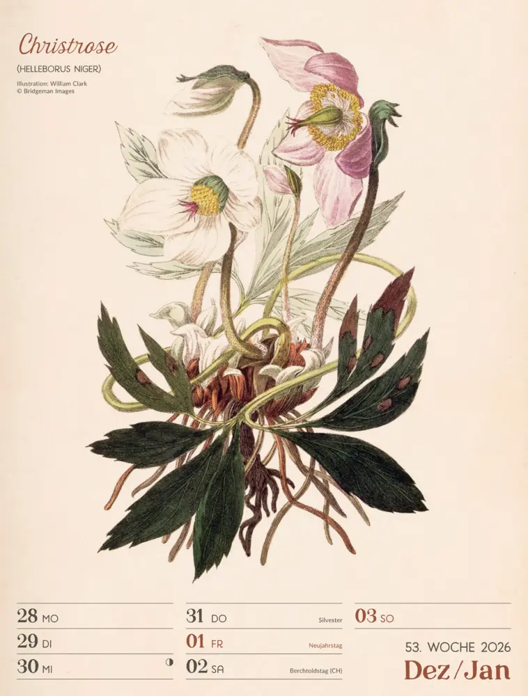 Bild: 9783838436128 | Ars Floralis Wochenplaner Kalender 2026 | Ackermann Kunstverlag GmbH