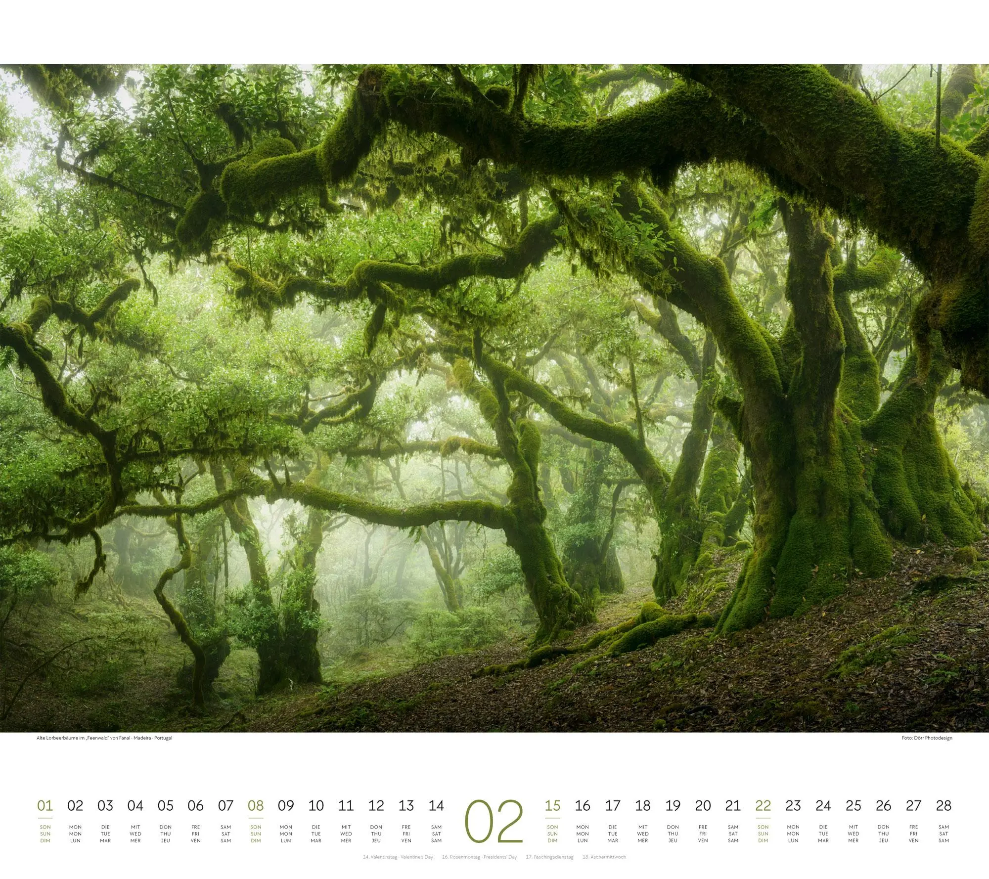 Bild: 9783838426228 | Wald Kalender 2026 | Ackermann Kunstverlag GmbH | Kalender | 14 S.