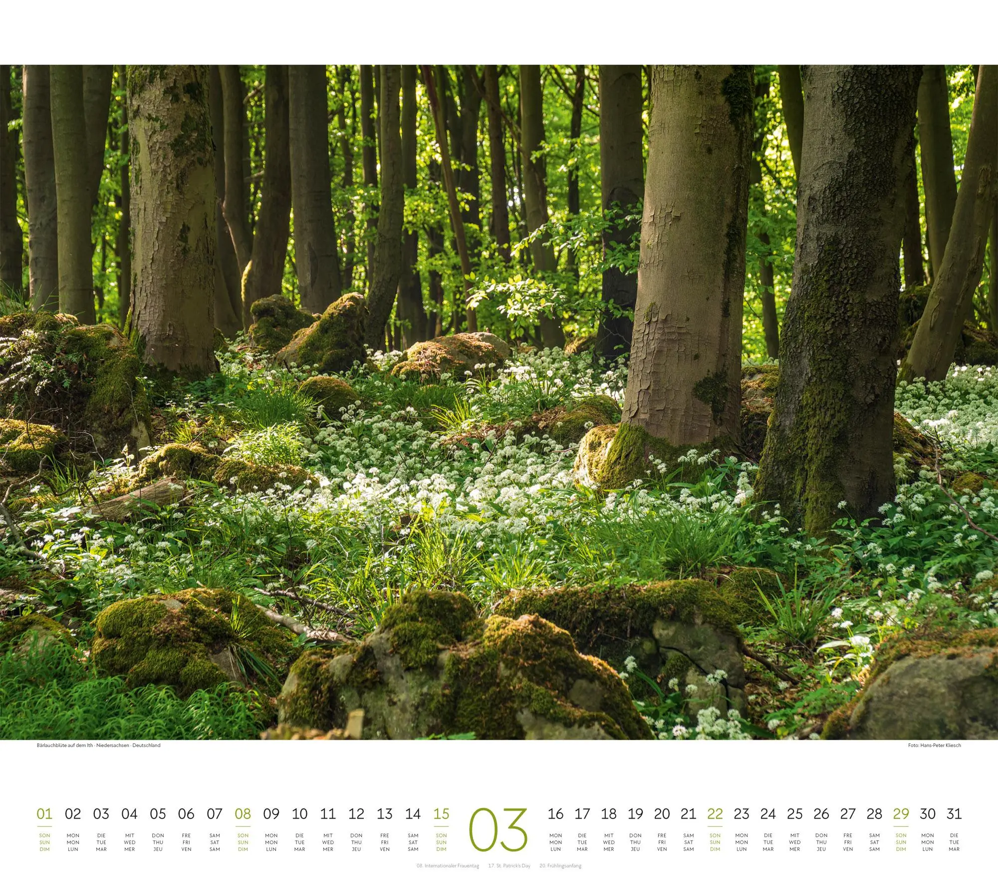 Bild: 9783838426228 | Wald Kalender 2026 | Ackermann Kunstverlag GmbH | Kalender | 14 S.
