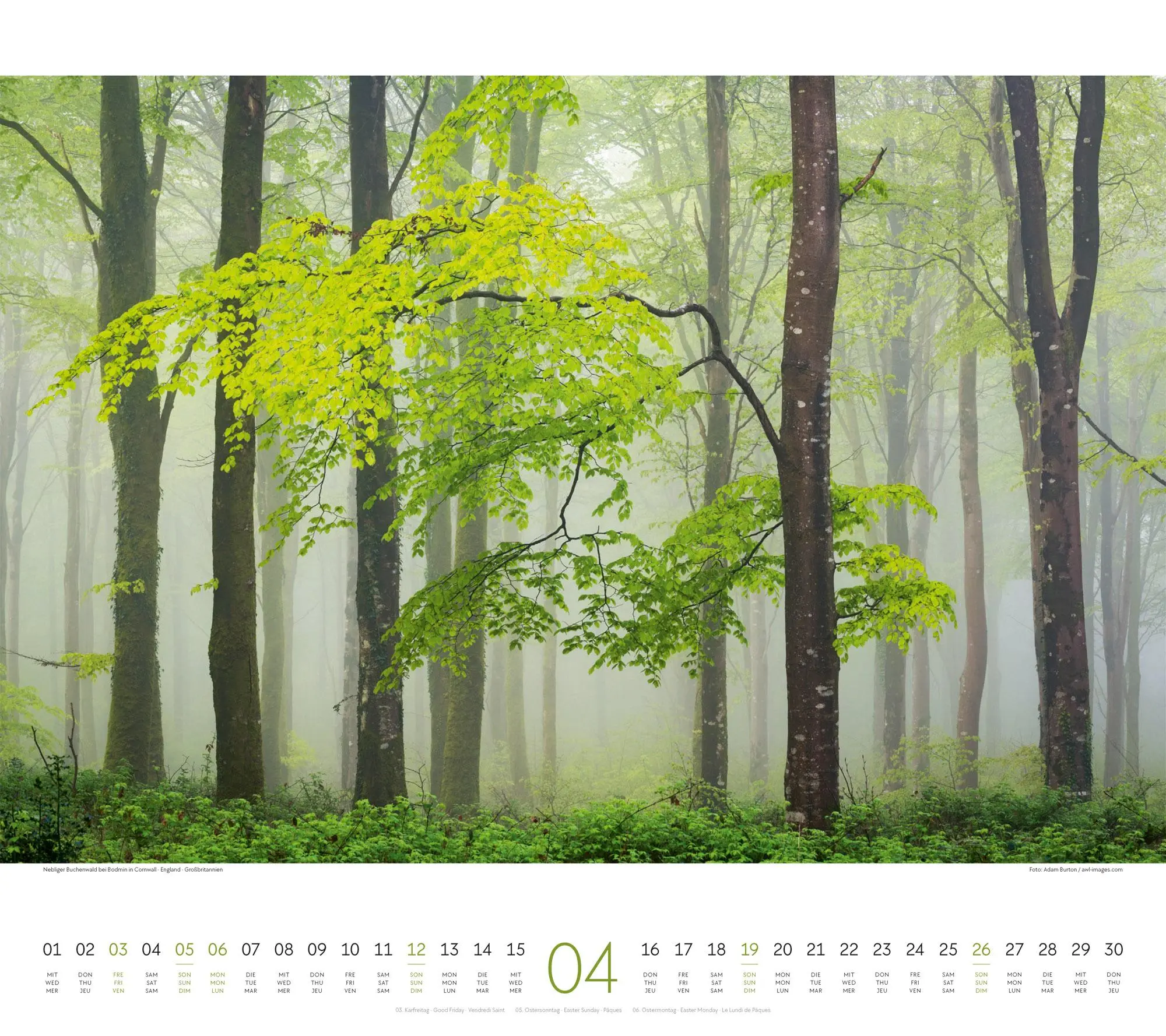 Bild: 9783838426228 | Wald Kalender 2026 | Ackermann Kunstverlag GmbH | Kalender | 14 S.
