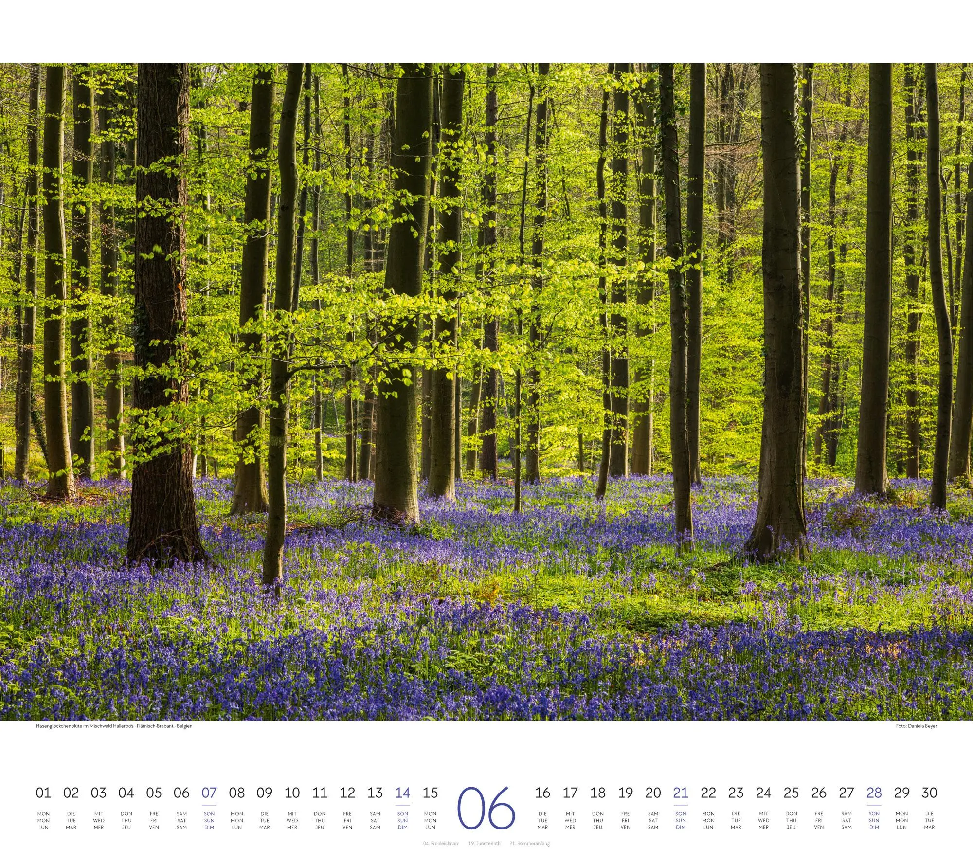 Bild: 9783838426228 | Wald Kalender 2026 | Ackermann Kunstverlag GmbH | Kalender | 14 S.